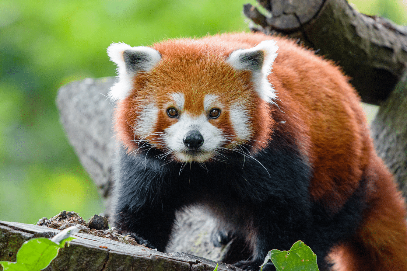 Lire la suite à propos de l’article Parc Animalier d&rsquo;Auvergne